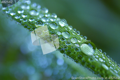 Image of Grass