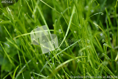 Image of Grass