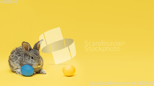 Image of Adorable Easter bunny isolated on yellow studio background, flyer, greeting card
