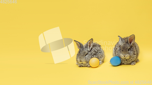 Image of Adorable Easter bunnies isolated on yellow studio background, flyer, greeting card