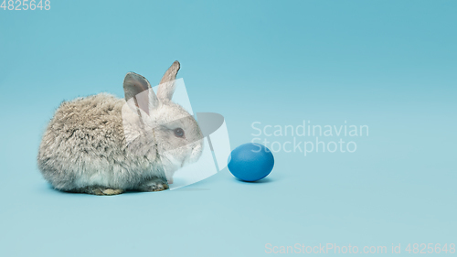 Image of Adorable Easter bunny isolated on blue studio background, flyer, greeting card