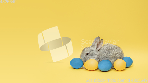 Image of Adorable Easter bunny isolated on yellow studio background, flyer, greeting card