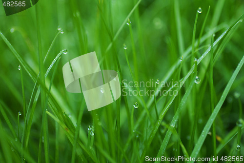 Image of Grass