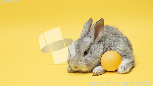 Image of Adorable Easter bunny isolated on yellow studio background, flyer, greeting card