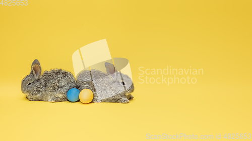 Image of Adorable Easter bunnies isolated on yellow studio background, flyer, greeting card