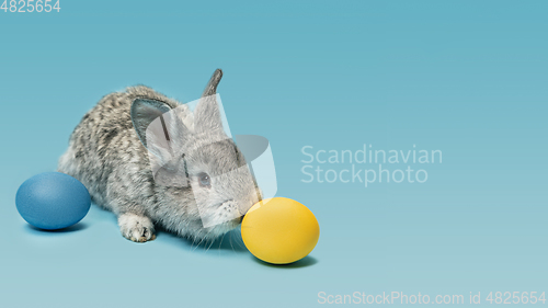 Image of Adorable Easter bunny isolated on blue studio background, flyer, greeting card