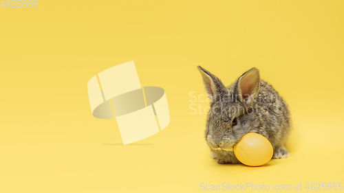 Image of Adorable Easter bunny isolated on yellow studio background, flyer, greeting card