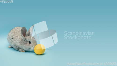 Image of Adorable Easter bunny isolated on blue studio background, flyer, greeting card