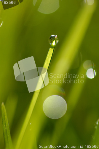 Image of Grass