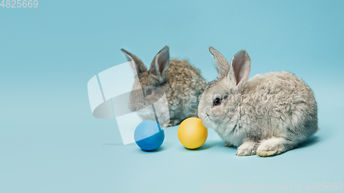 Image of Adorable Easter bunnies isolated on blue studio background, flyer, greeting card