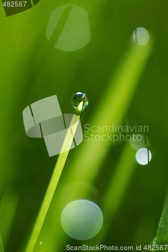 Image of Grass