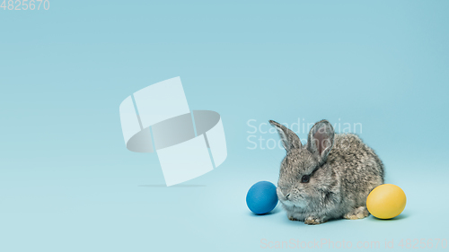 Image of Adorable Easter bunny isolated on blue studio background, flyer, greeting card