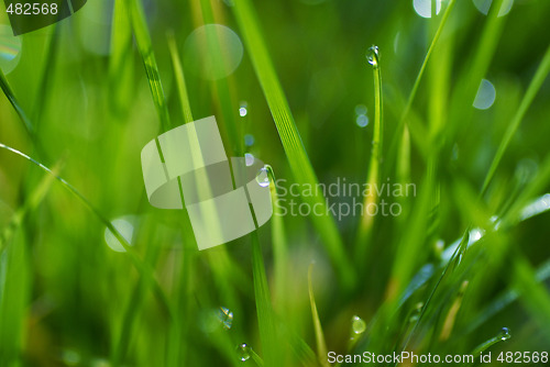 Image of Grass