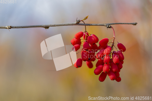 Image of Barbaris sprig