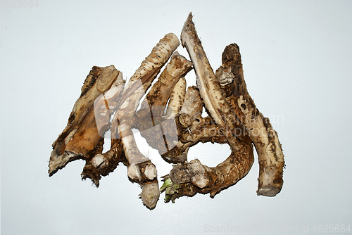 Image of horseradish roots