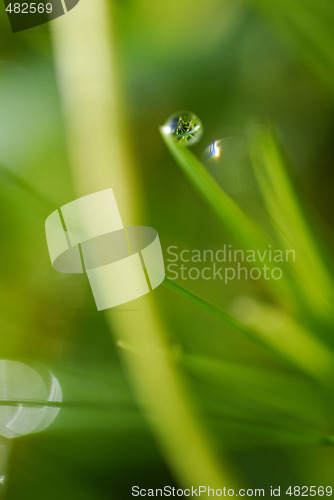 Image of Grass