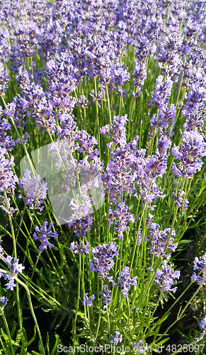 Image of Beautiful blooming lavender in summer