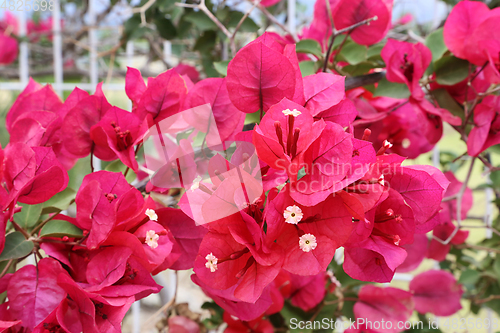 Image of Beautiful bright bougainvillea flowers