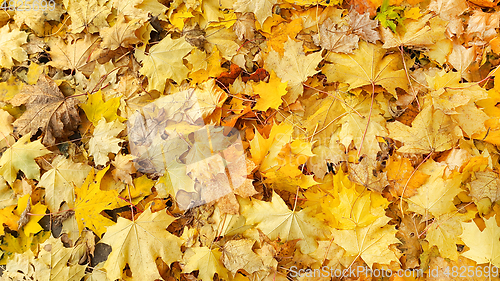 Image of Yellow autumn background from fallen foliage of maple