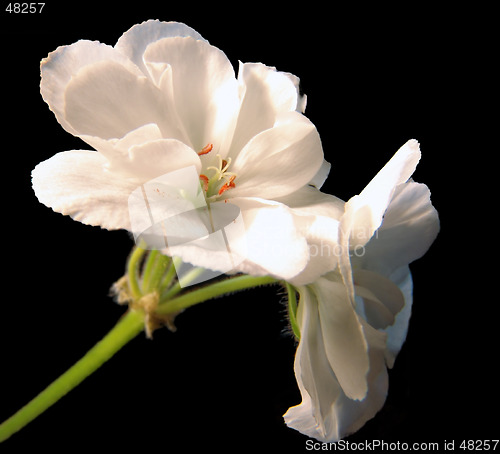 Image of Geranium white 2