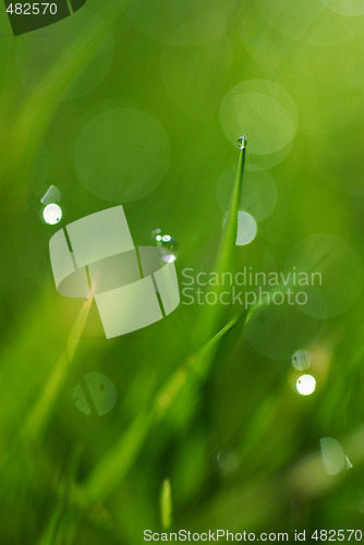 Image of Grass