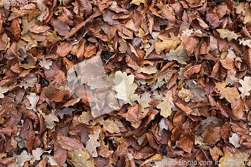 Image of Autumnal background with brown fallen leaves