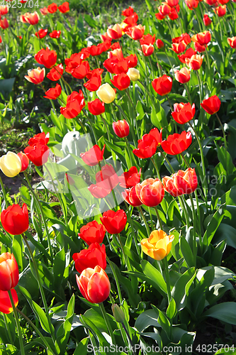 Image of Beautiful bright tulips on a sunny day