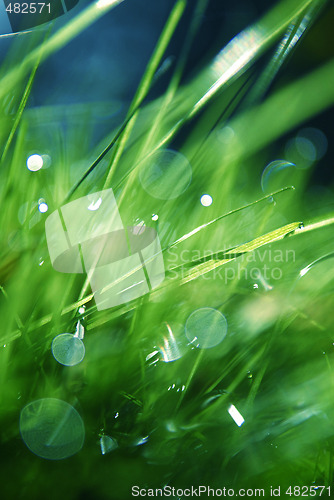 Image of Grass