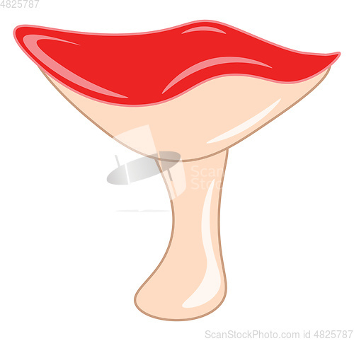 Image of A mushroom with a red cap vector or color illustration