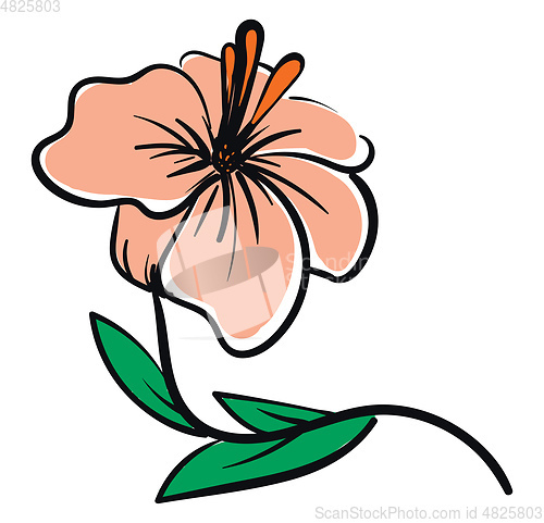 Image of Vector illustration of a pale pink hibiscus flower with orange p