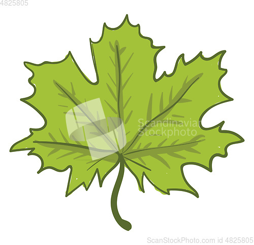 Image of Star-shaped green leaf vector or color illustration