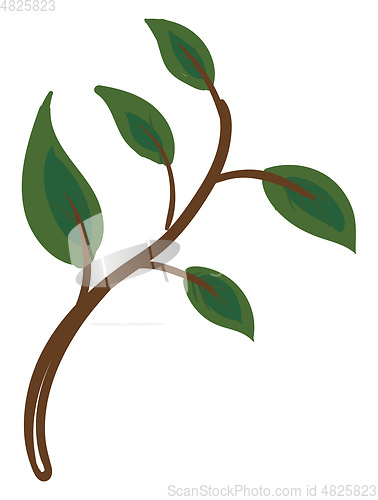 Image of Picture of green leaves on a stem vector or color illustration