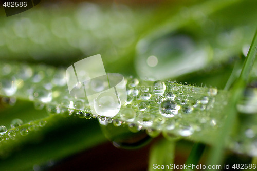 Image of Grass