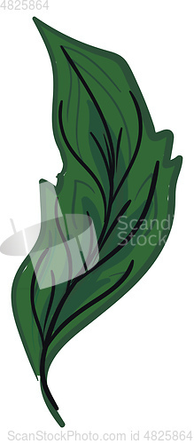 Image of Green feather with vane vector or color illustration