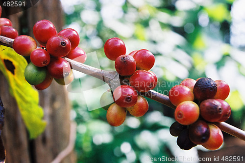 Image of Coffee fruits