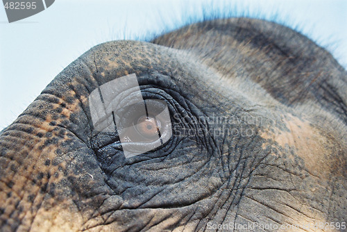 Image of Elephant eye