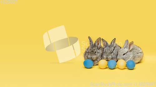 Image of Adorable Easter bunnies isolated on yellow studio background, flyer, greeting card