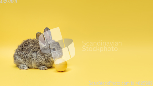 Image of Adorable Easter bunny isolated on yellow studio background, flyer, greeting card