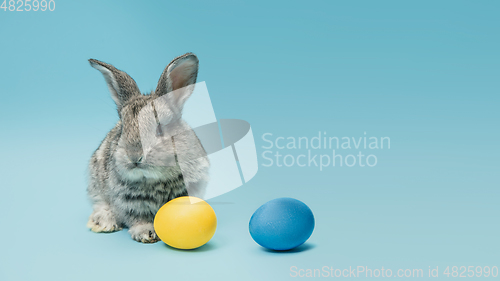 Image of Adorable Easter bunny isolated on blue studio background, flyer, greeting card