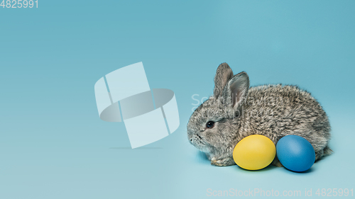 Image of Adorable Easter bunny isolated on blue studio background, flyer, greeting card