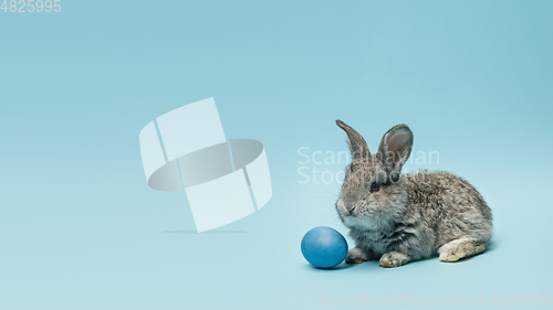 Image of Adorable Easter bunny isolated on blue studio background, flyer, greeting card