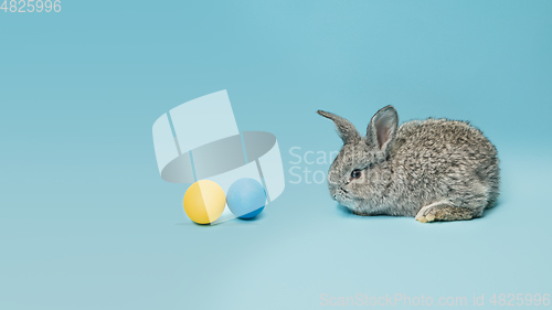 Image of Adorable Easter bunny isolated on blue studio background, flyer, greeting card