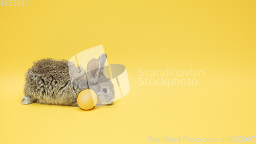 Image of Adorable Easter bunny isolated on yellow studio background, flyer, greeting card