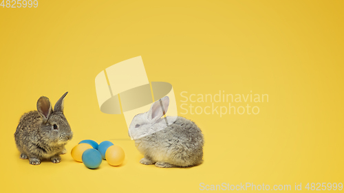 Image of Adorable Easter bunnies isolated on yellow studio background, flyer, greeting card