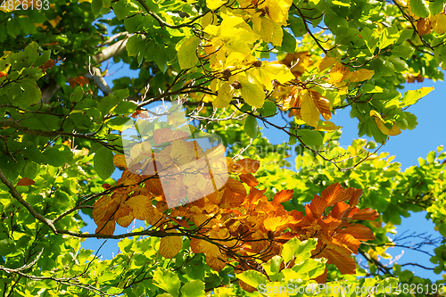 Image of Autumn leaves with the blue sky background