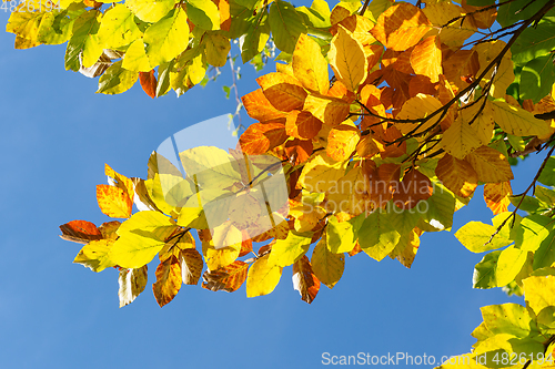 Image of Autumn leaves with the blue sky background