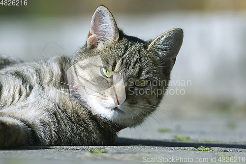 Image of cute stripped cat portrait