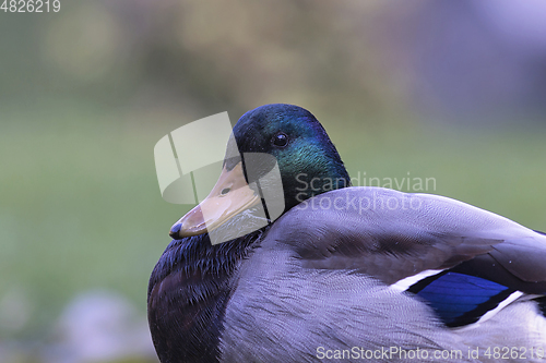 Image of portrait of a male mallard duck