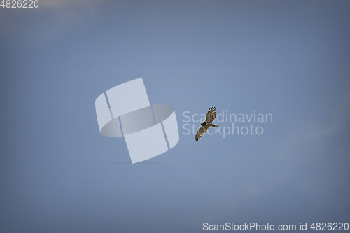 Image of short toed snake eagle in flight