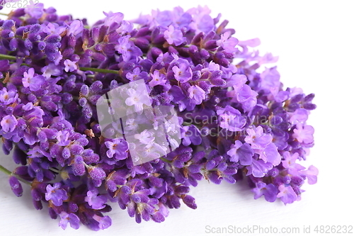 Image of Bouquet of lavender.